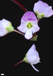 Veronica decora. Flowers. Scale = 1 mm.
 Image: P.J. Garnock-Jones © Te Papa CC-BY-NC 3.0 NZ